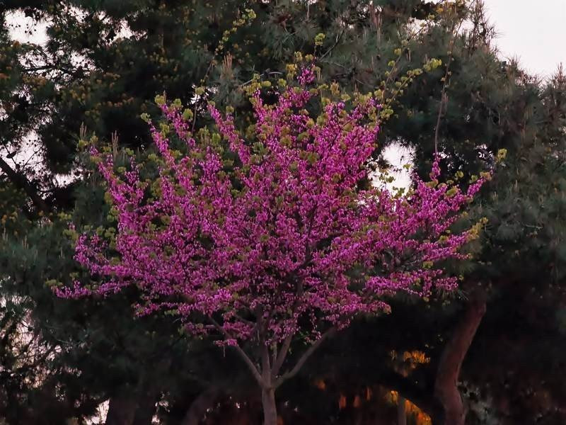 Huawei P40 Pro: Οι «τρικλοποδιές» δεν του στερούν τον τίτλο του κορυφαίου | 