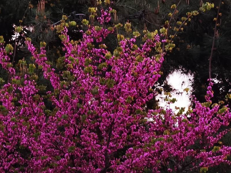 Huawei P40 Pro: Οι «τρικλοποδιές» δεν του στερούν τον τίτλο του κορυφαίου | 