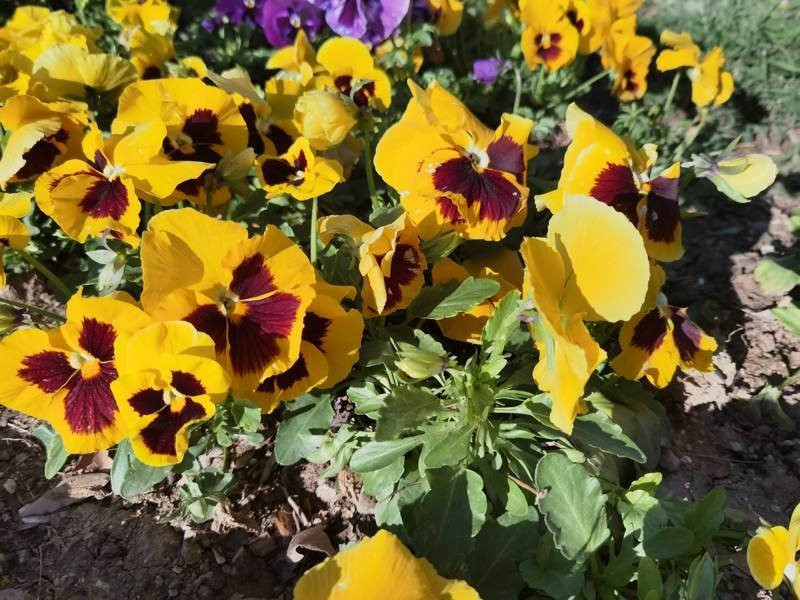 Huawei P40 Pro: Οι «τρικλοποδιές» δεν του στερούν τον τίτλο του κορυφαίου | 