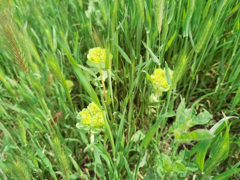 Huawei P40 Pro: Οι «τρικλοποδιές» δεν του στερούν τον τίτλο του κορυφαίου | 