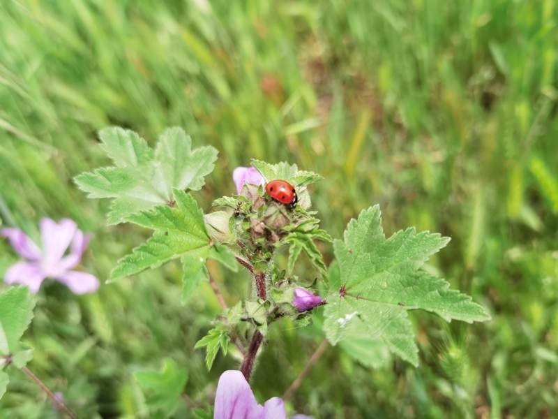 Huawei P40 Pro: Οι «τρικλοποδιές» δεν του στερούν τον τίτλο του κορυφαίου | 