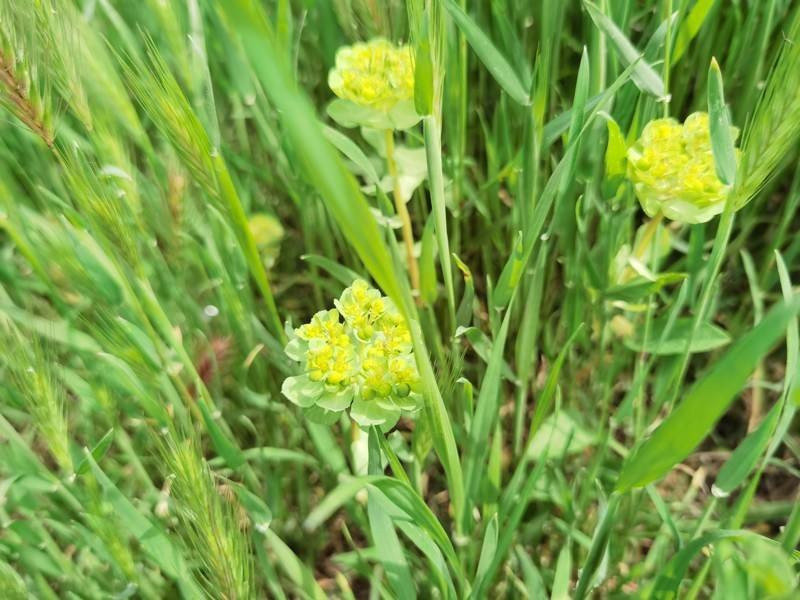 Huawei P40 Pro: Οι «τρικλοποδιές» δεν του στερούν τον τίτλο του κορυφαίου | 