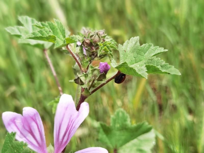 Huawei P40 Pro: Οι «τρικλοποδιές» δεν του στερούν τον τίτλο του κορυφαίου | 