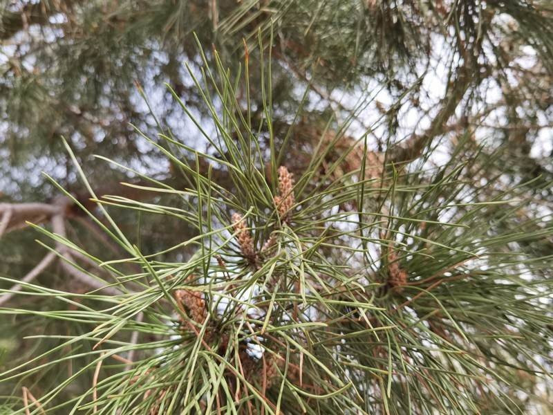 Huawei P40 Pro: Οι «τρικλοποδιές» δεν του στερούν τον τίτλο του κορυφαίου | 