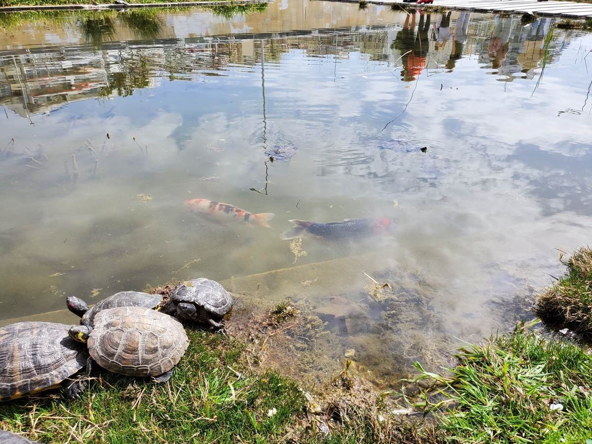 Samsung Galaxy Z Flip: Δύο εβδομάδες παρέα με το αναδιπλούμενο clamshell [Review] | 