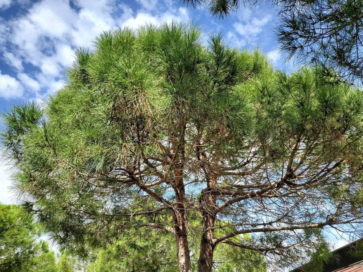 Samsung Galaxy Z Flip: Δύο εβδομάδες παρέα με το αναδιπλούμενο clamshell [Review] | 