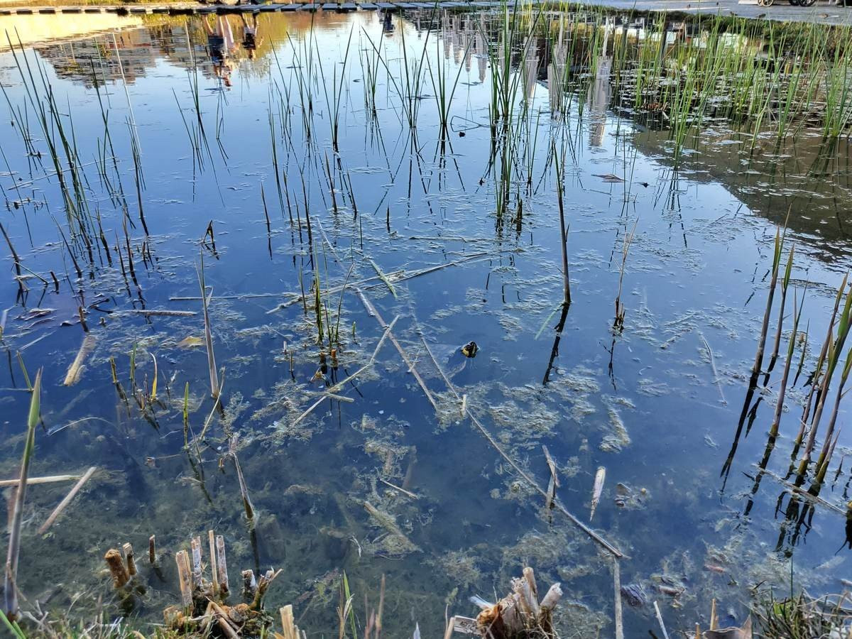 Samsung Galaxy Z Flip: Δύο εβδομάδες παρέα με το αναδιπλούμενο clamshell [Review] | 