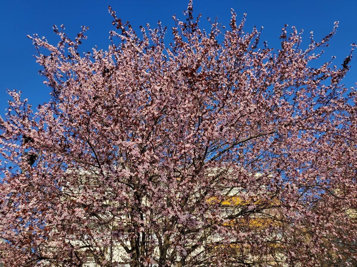 Samsung Galaxy Z Flip: Δύο εβδομάδες παρέα με το αναδιπλούμενο clamshell [Review] | 