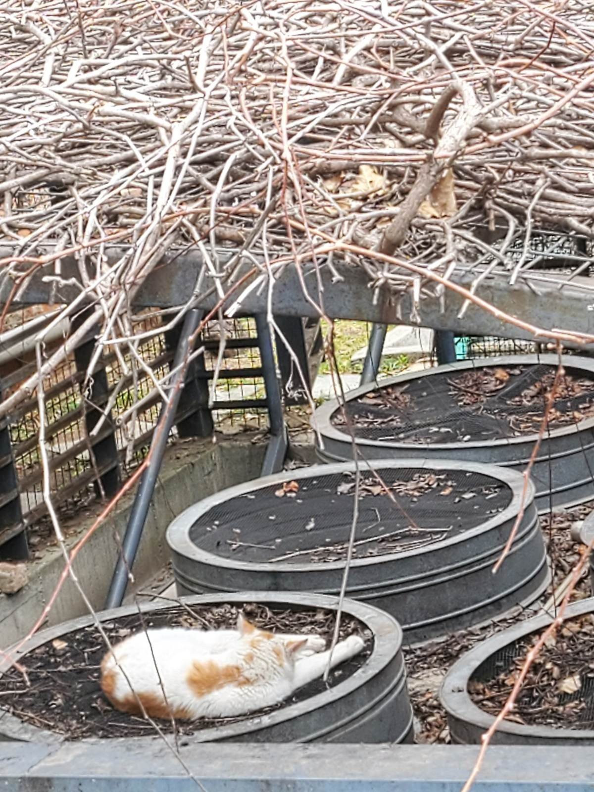 Samsung Galaxy Z Flip: Δύο εβδομάδες παρέα με το αναδιπλούμενο clamshell [Review] | 