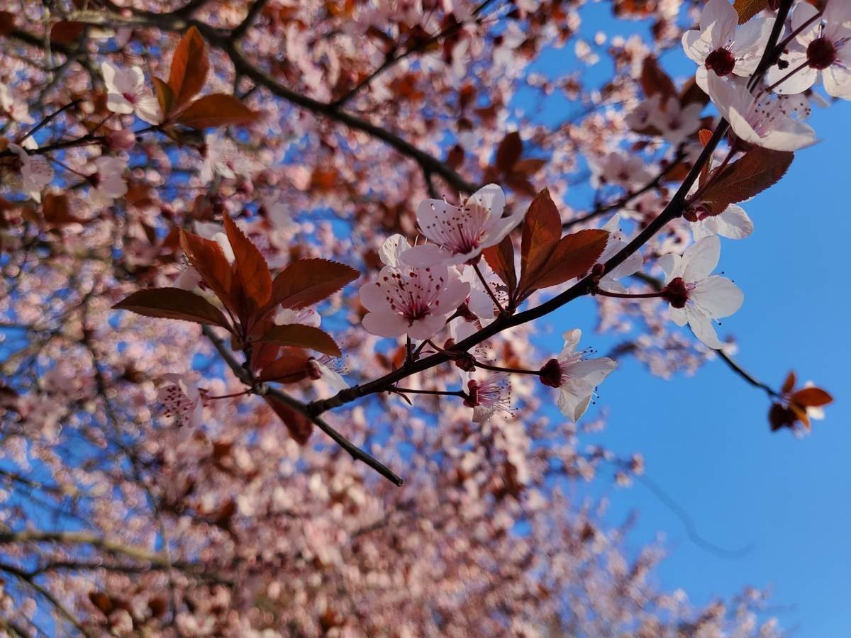 Samsung Galaxy Z Flip: Δύο εβδομάδες παρέα με το αναδιπλούμενο clamshell [Review] | 