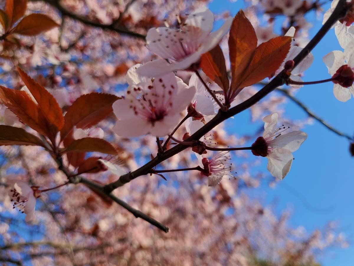 Samsung Galaxy Z Flip: Δύο εβδομάδες παρέα με το αναδιπλούμενο clamshell [Review] | 