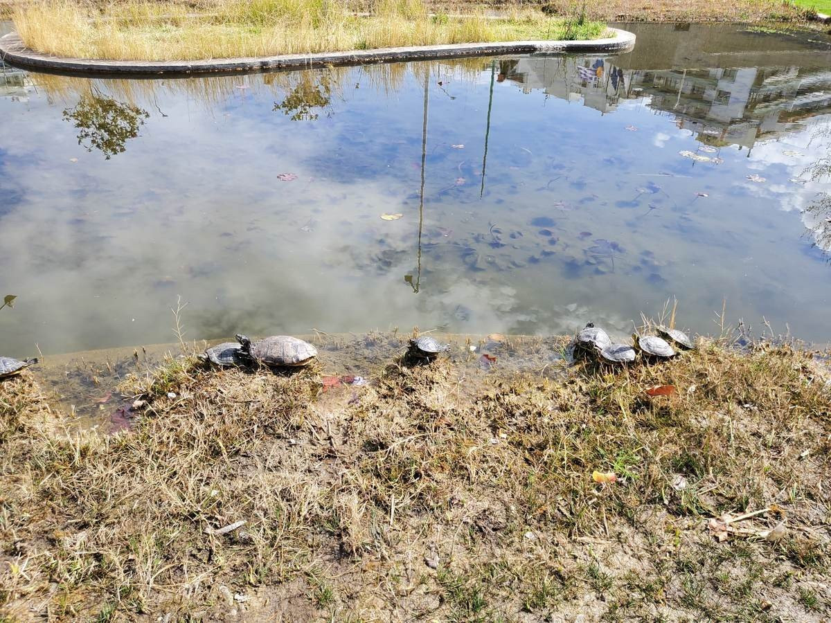 Samsung Galaxy Z Flip: Δύο εβδομάδες παρέα με το αναδιπλούμενο clamshell [Review] | 