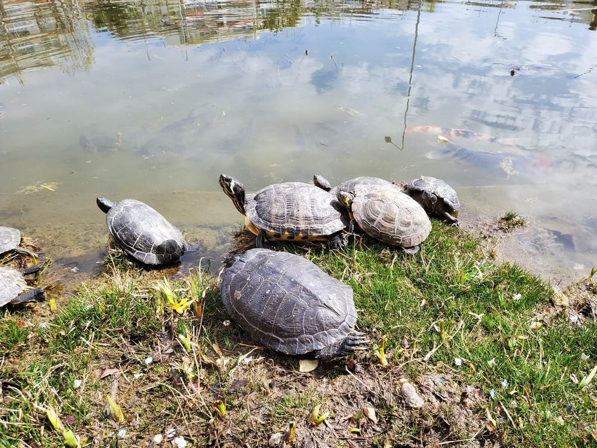 Samsung Galaxy Z Flip: Δύο εβδομάδες παρέα με το αναδιπλούμενο clamshell [Review] | 