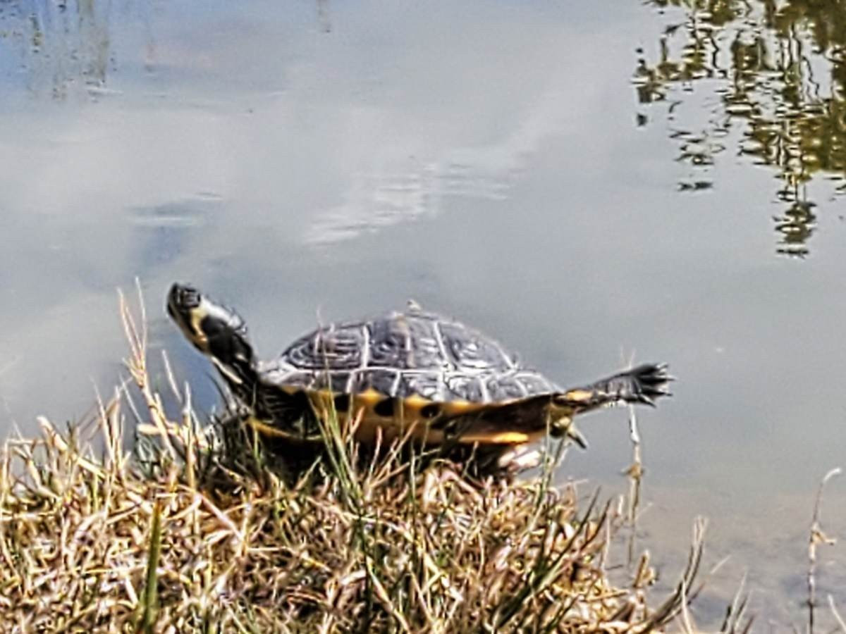 Samsung Galaxy Z Flip: Δύο εβδομάδες παρέα με το αναδιπλούμενο clamshell [Review] | 