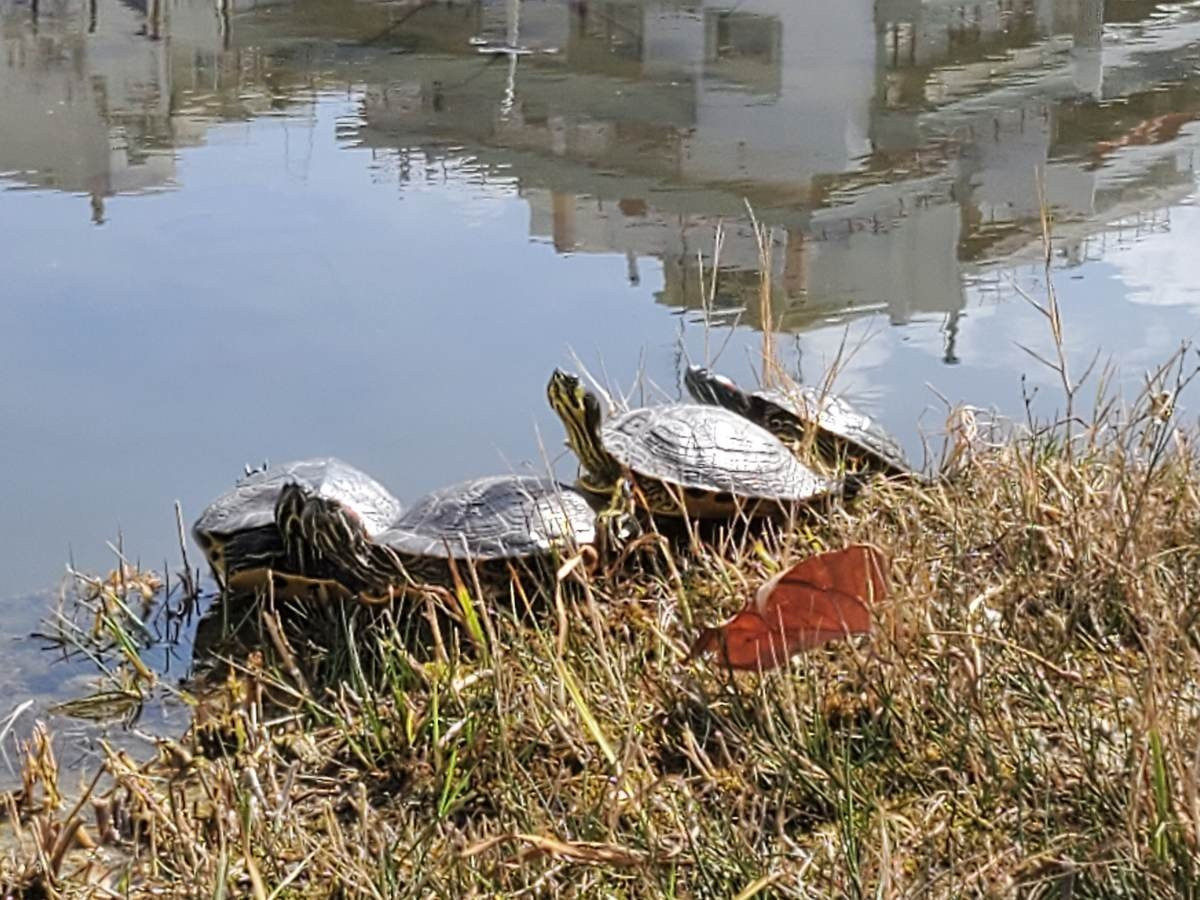 Samsung Galaxy Z Flip: Δύο εβδομάδες παρέα με το αναδιπλούμενο clamshell [Review] | 