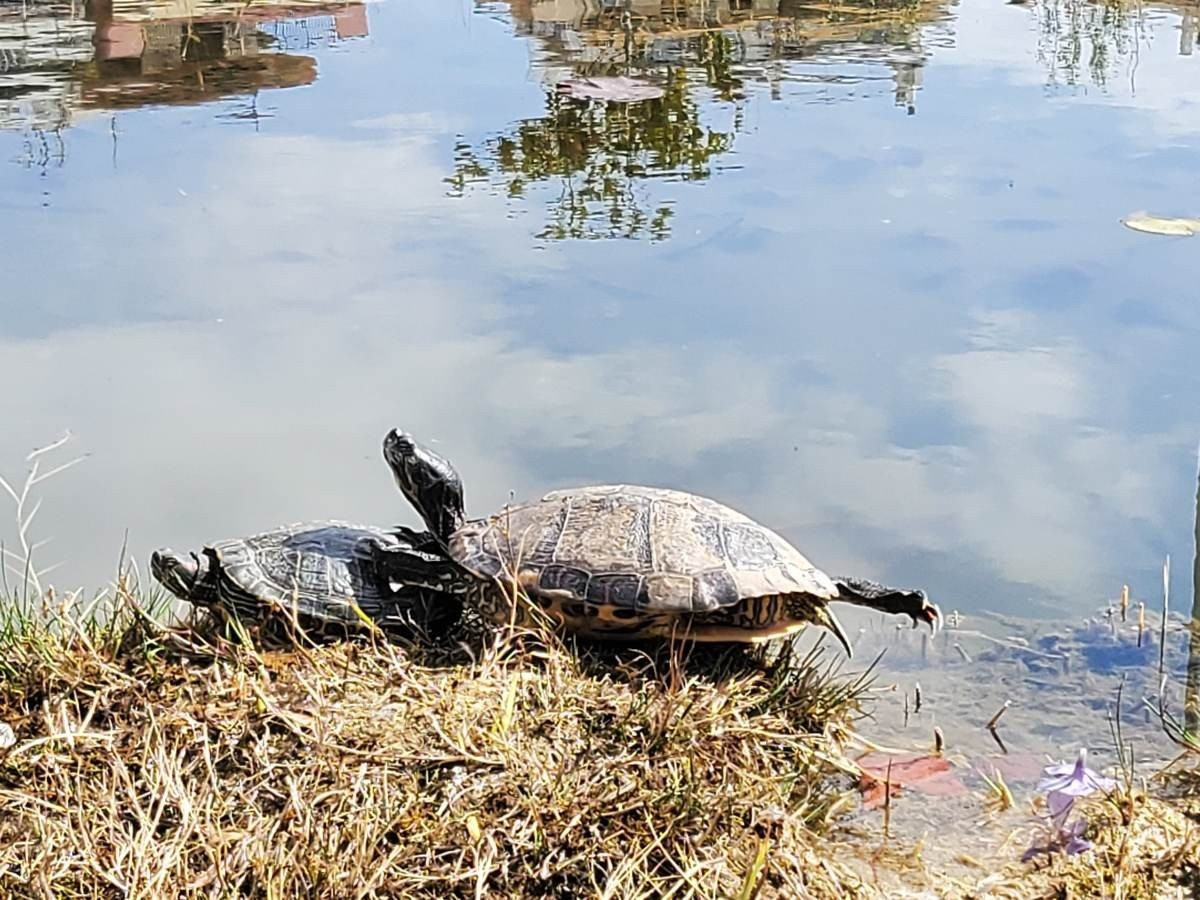 Samsung Galaxy Z Flip: Δύο εβδομάδες παρέα με το αναδιπλούμενο clamshell [Review] | 