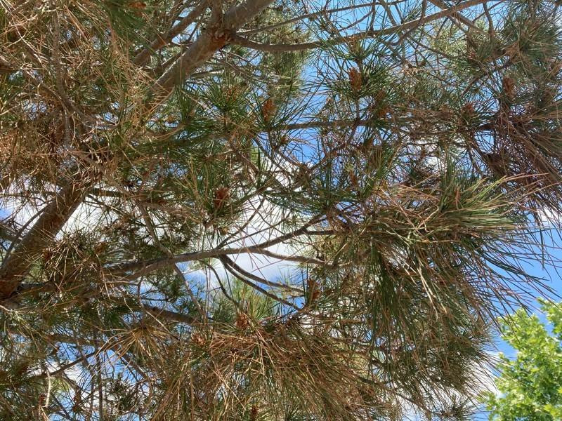 iPhone SE 2020 Review | 