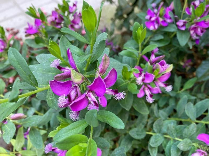 iPhone SE 2020 Review | 