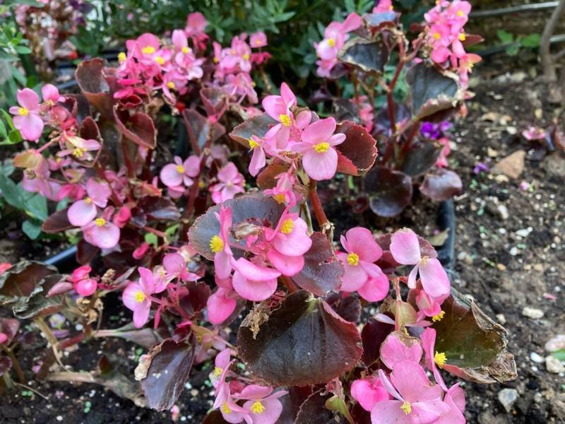 iPhone SE 2020 Review | 