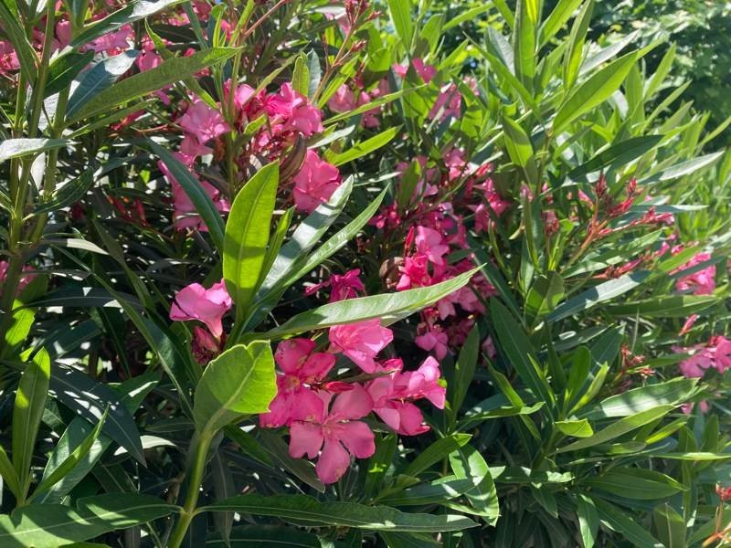 iPhone SE 2020 Review | 