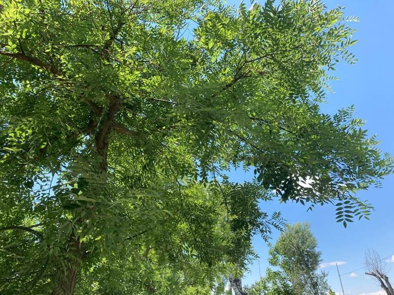 iPhone SE 2020 Review | 