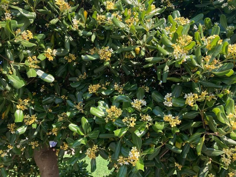 iPhone SE 2020 Review | 