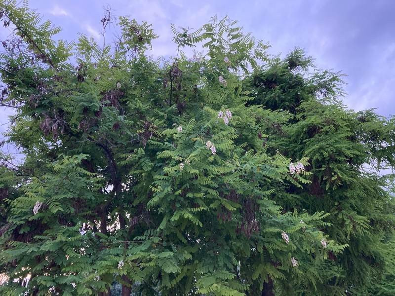 iPhone SE 2020 Review | 