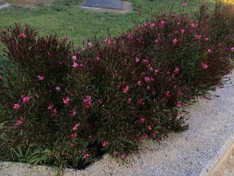 iPhone SE 2020 Review | 