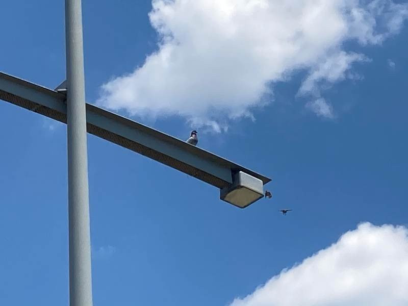 iPhone SE 2020 Review | 