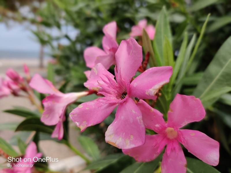 OnePlus Nord: Flagship killer ή απλά ένα καλό mid-range; [Review] | 