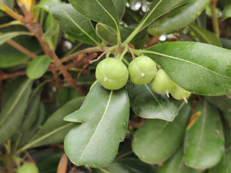 OnePlus Nord: Flagship killer ή απλά ένα καλό mid-range; [Review] | 