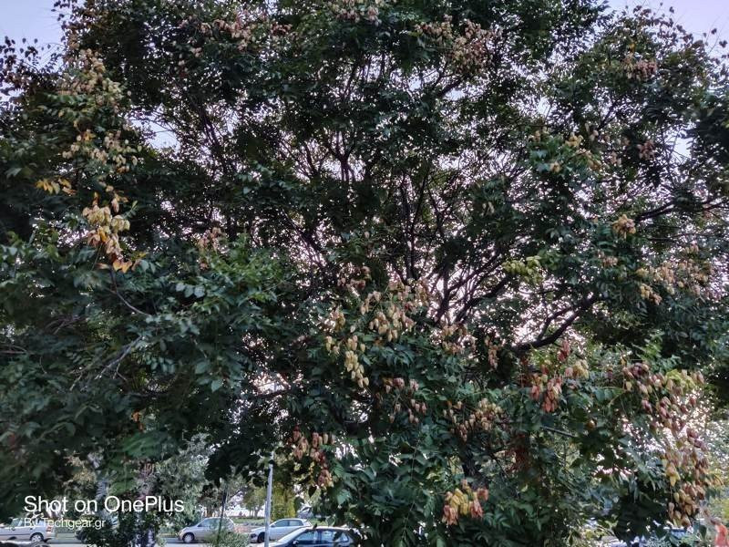 OnePlus Nord: Flagship killer ή απλά ένα καλό mid-range; [Review] | 