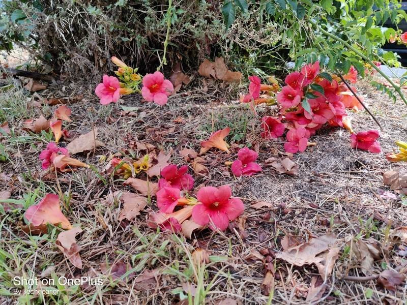 OnePlus Nord: Flagship killer ή απλά ένα καλό mid-range; [Review] | 