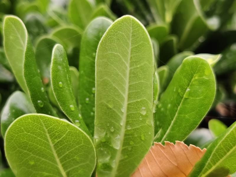 OnePlus Nord: Flagship killer ή απλά ένα καλό mid-range; [Review] | 