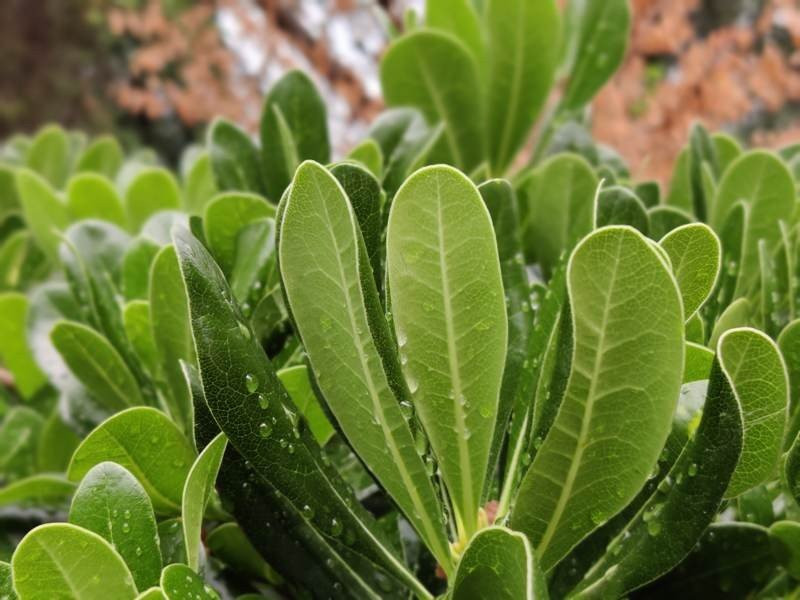 OnePlus Nord: Flagship killer ή απλά ένα καλό mid-range; [Review] | 