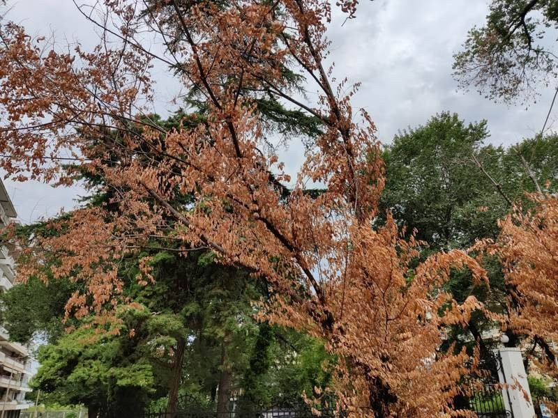 OnePlus Nord: Flagship killer ή απλά ένα καλό mid-range; [Review] | 