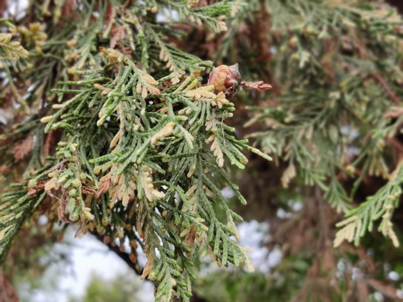 OnePlus Nord: Flagship killer ή απλά ένα καλό mid-range; [Review] | 