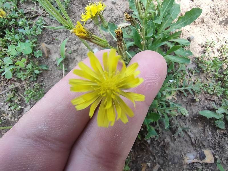 Realme X50 Pro 5G Review | 