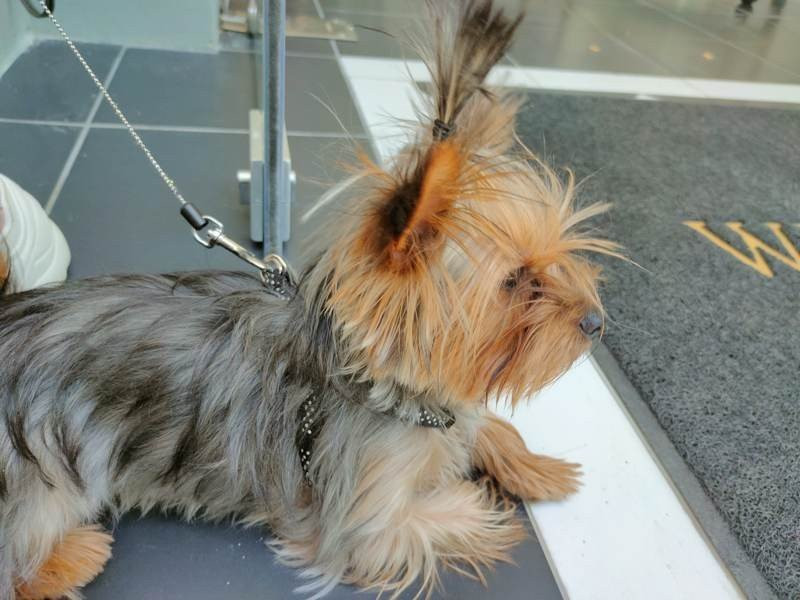 Realme X50 Pro 5G Review | 