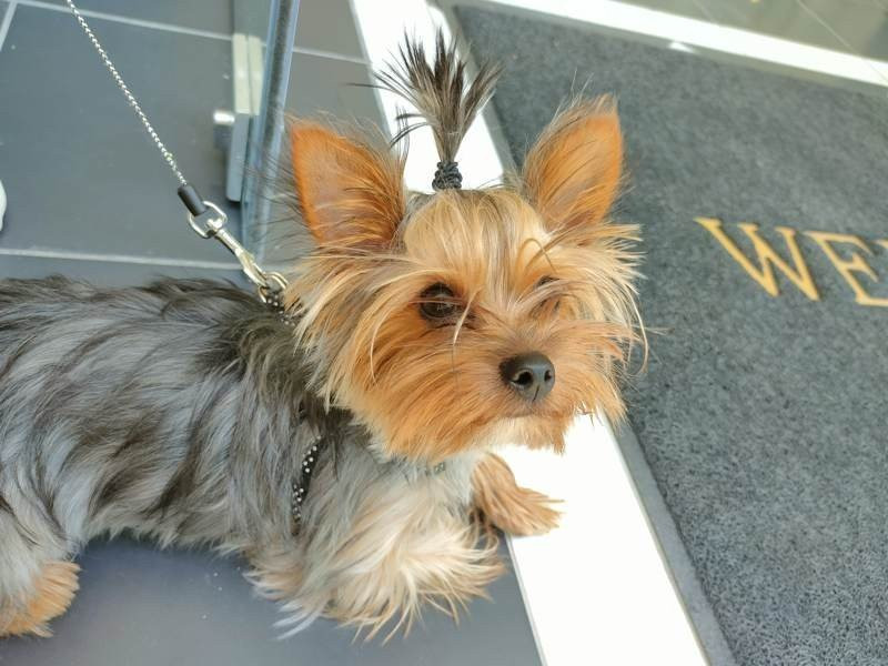 Realme X50 Pro 5G Review | 