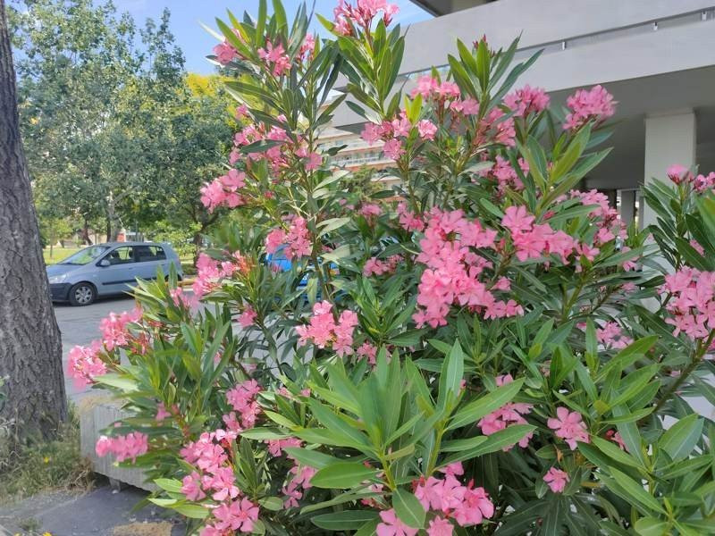 Realme X50 Pro 5G Review | 