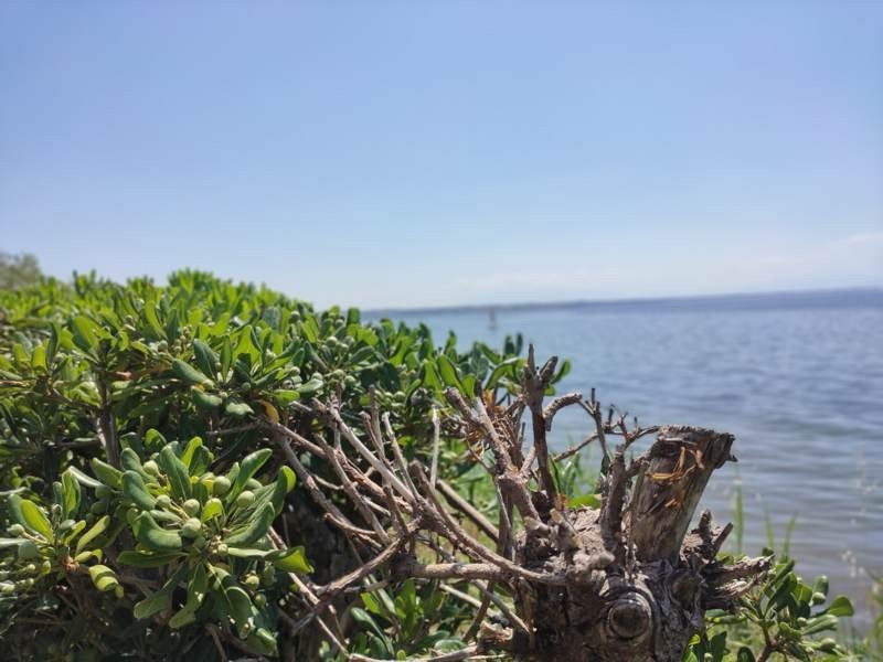 Realme X50 Pro 5G Review | 