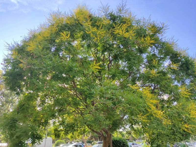 Realme X50 Pro 5G Review | 