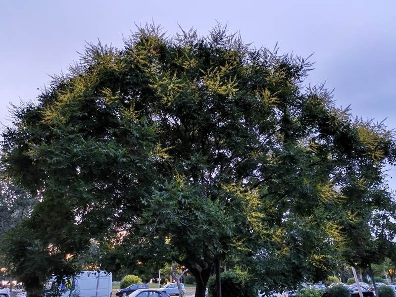 Realme X50 Pro 5G Review | 