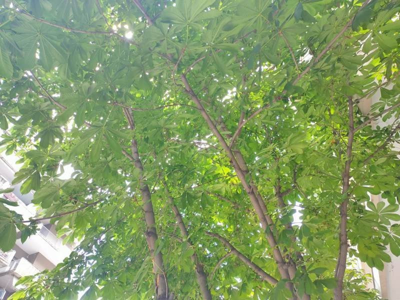 Realme X50 Pro 5G Review | 