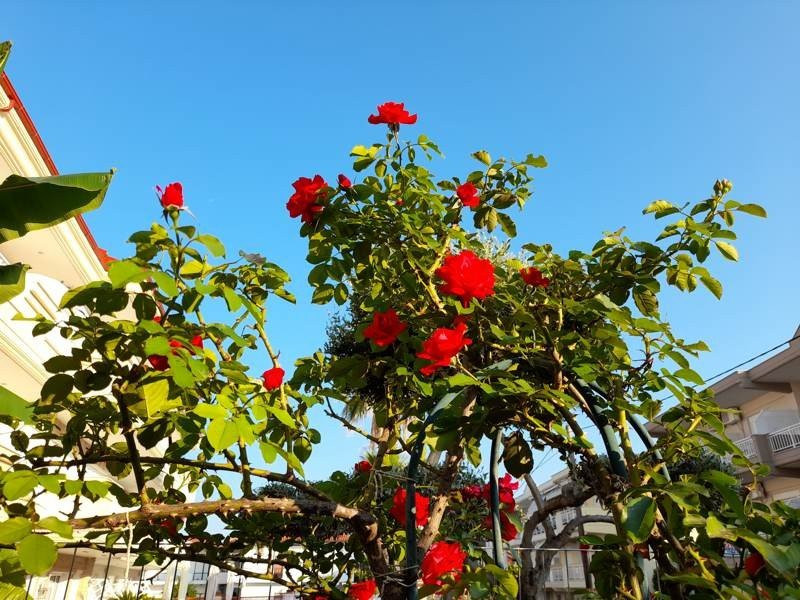 Samsung Galaxy A21s: Πολύ καλή κάμερα και αυτονομία στην entry-level κατηγορία | 