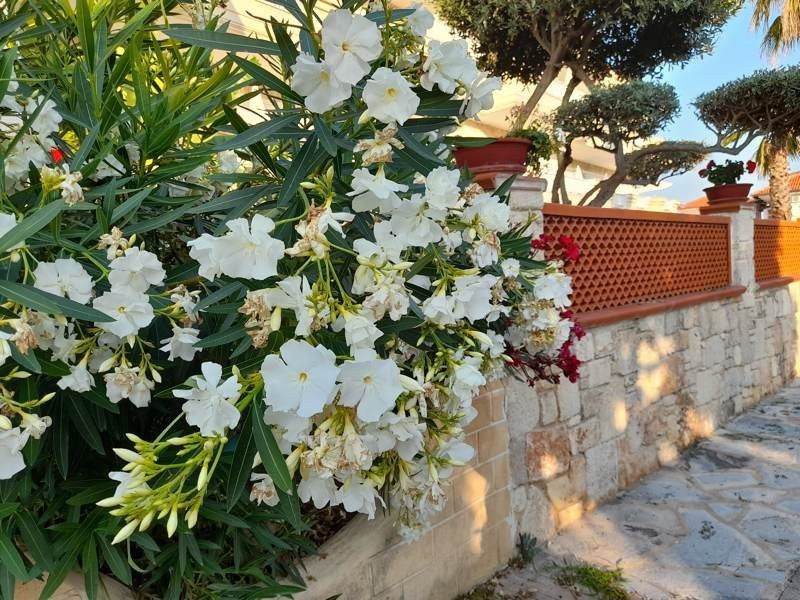 Samsung Galaxy A21s: Πολύ καλή κάμερα και αυτονομία στην entry-level κατηγορία | 