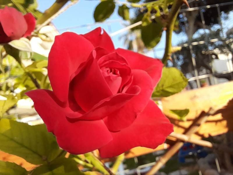 Samsung Galaxy A21s: Πολύ καλή κάμερα και αυτονομία στην entry-level κατηγορία | 