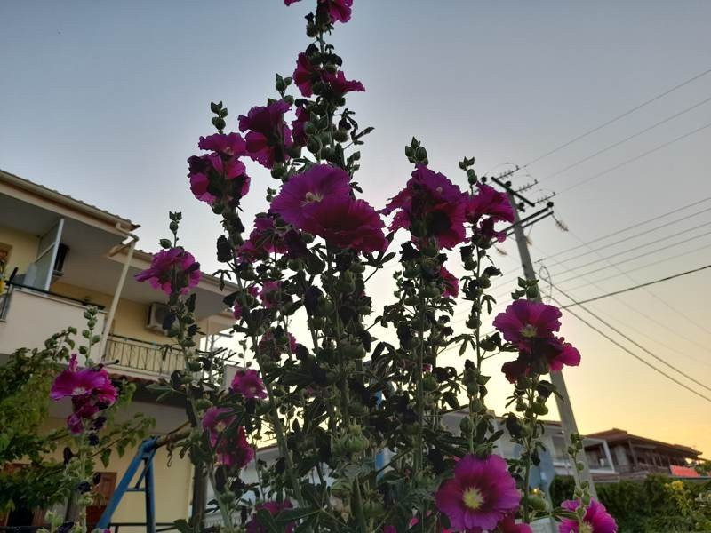 Samsung Galaxy A21s: Πολύ καλή κάμερα και αυτονομία στην entry-level κατηγορία | 