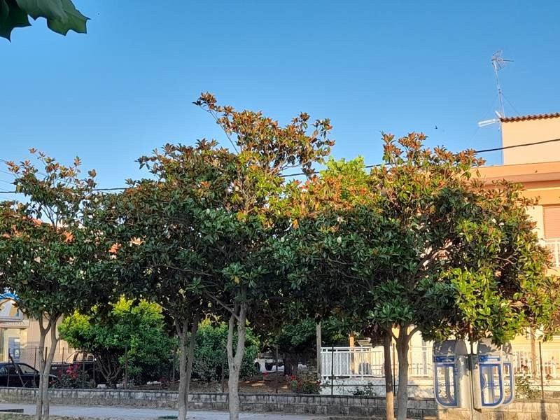 Samsung Galaxy A21s: Πολύ καλή κάμερα και αυτονομία στην entry-level κατηγορία | 